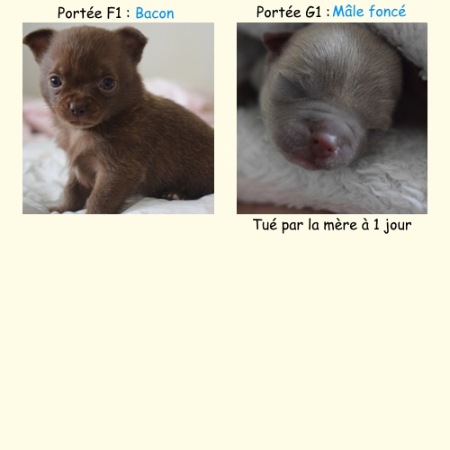 B-Mlf