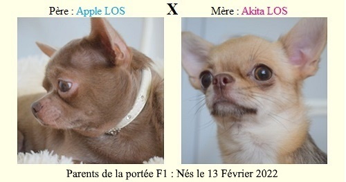 Parents de la portée F1