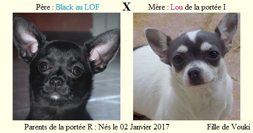 Parents-de-la-portee-R