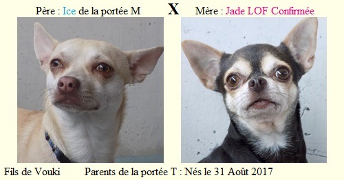 Parents de la portée T