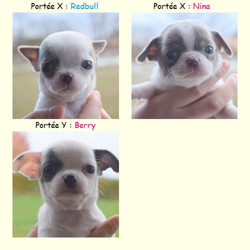 Redbull-Nina-Berry