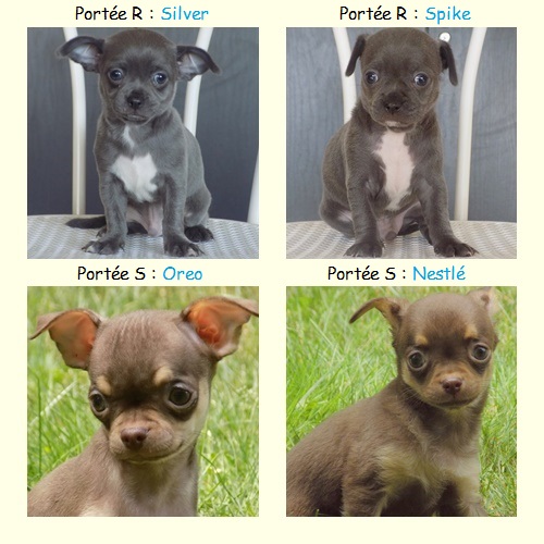 Silver-Spike-Oreo-Nestle